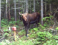 Observation de la faune